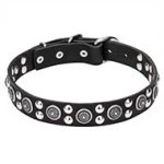 'Galactic Style' Leather Cane Corso Collar with Silver-like Circles and Half-Sphere Studs