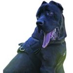 Nylon Multi-Purpose Dog Harness for Tracking-Pulling Cane Corso