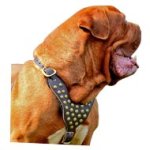 Dressy Designer Leather Dog Harness with Brass Studs