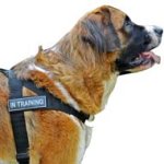 Weatherproof Nylon Patch Dog Harness For Moscow Watchdog's Service Work