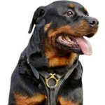 Well-Made Tracking Leather Dog Harness-Exclusive Creation for Great Rottweilers