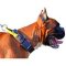 Weather-Resistant Nylon Dog Collar with Handle for Boxer
