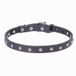 Designer Leather Cane Corso Collar with Nickel Plated Stars