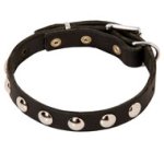 Beautiful Leather Dog Collar with Round Nickel Studs