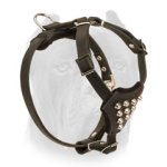Adorned Leather Cane Corso Harness for Puppy with Studs