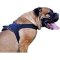 Brand Nylon Everyday Dog Harness for Stout Bullmastiff Dog Breed