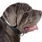 Made-to-Order Leather Dog Collar with Name Tag for Mastino Napoletano