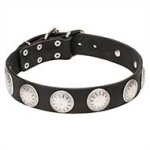 'Maya Indians' Wide Leather Cane Corso Collar with Chrome Plated Circles