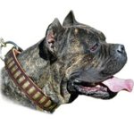 Extra Wide Dog Collar with Plates for Large Dogs