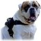 Pulling / Tracking Nylon Dog Harness for American Bulldog