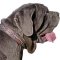 Fashion Mastino Collar with Handmade Painting
