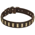 Cane Corso Leather Fashion Collar with Brass Plates Decoration