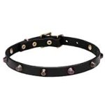 Walking Leather Cane Corso Collar with Blunted Cones