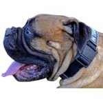 All-Weather Patch Nylon Dog Collar for Bullmastiff Dog Breed