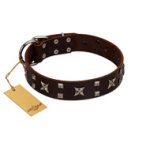 "Bigwig Woof" FDT Artisan Brown Leather Cane Corso Collar with Chrome Plated Stars and Square Studs