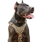 Exquisite Leather Dog Harness with Goldish Studs for Pitbulls