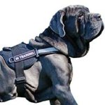 Lightweight Reflective Harness for Mastino Napoletano's SAR, K9, Police Training