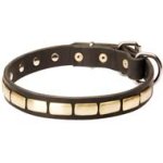 Exclusive Fashion Dog Collar with Brass Plates for Cane Corso