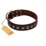 "Starry-Eyed" Best Quality FDT Artisan Brown Designer Leather Cane Corso Collar with Small Plates