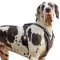 Conspicuous Leather Dog Harness with Fine Spikes for Great Dane
