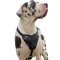 Agitation/Attack/Protection Leather Dog Harness for Great Dane Dogs