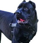 Lightweight Prime-Quality Cane Corso Breed Harness-SAR Designer All-Weather Dog Harness