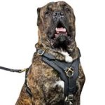 Exclusive Adjustable Padded Leather Cane Corso Harness with Handle
