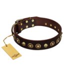 "Street Fashion" FDT Artisan Brown Leather Cane Corso Collar Adorned with Circles and Skulls