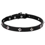 "Cosmic Stars" Leather Cane Corso Collar with Chrome Plated Square Studs