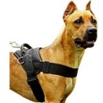 SAR Designer Nylon Dog Harness for Mighty Pitbulls