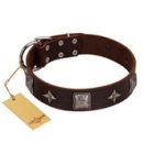 "Cold Star" Designer FDT Artisan Brown Leather Cane Corso Collar with Silver-Like Adornments