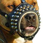 Studded Nappa Padded Leather Cane Corso Muzzle