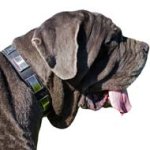 War Leather Canine Collar for Mastino Napoletano Breed