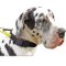 Universal Nylon Dog Collar with Strong Handle for Great Dane