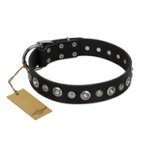 "Genteel Charm" FDT Artisan Black Leather Cane Corso Collar with Silver-like Round Conchos