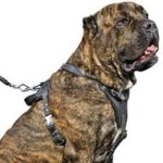 Professional Agitation / Protection Leather Dog Harness for Cane Corso