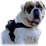 Pulling / Tracking Nylon Dog Harness for American Bulldog