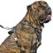 Professional Agitation / Protection Leather Dog Harness for Cane Corso