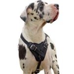 Agitation/Attack/Protection Leather Dog Harness for Great Dane Dogs