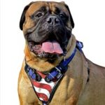American Flag Painted Leather Dog Harness Designed for Bullmastiffs