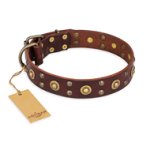 "Caprice of Fashion" FDT Artisan Brown Leather Cane Corso Collar with Round Decorations
