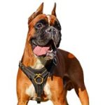 Great Tracking Leather Dog Harness for Handsome Boxer