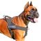 Lightweight Patch Nylon Dog Harness for powerful Boxer