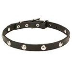 Stylish Leather Cane Corso Collar with Half-Ball Studs