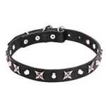 'Blazing Stars' Leather Cane Corso Collar with Shiny Chrome Plated Stars and Pyramids