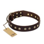 "Bronze Sheen" FDT Artisan Leather Cane Corso Collar with Brass-Plated Studs