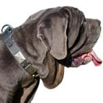 Designer Leather Dog Collar with Vintage Plates for Mastino Napoletano Breed