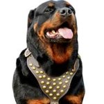 Sophisticated Leather Dog Harness with Half Ball Studs for Rottweilers