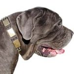 Mastino Napoletano Dog Collar for Walking