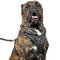 Exclusive Adjustable Padded Leather Cane Corso Harness with Handle
